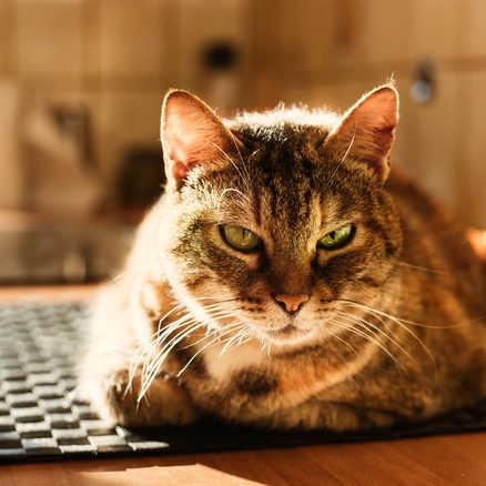 gatto