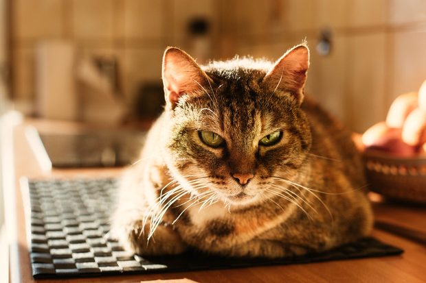 gatto