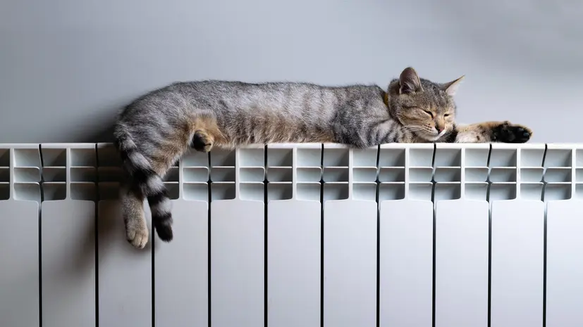 Termosifoni ed aria secca fanno male a cane e gatto?