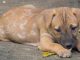 4f6ca-pinterest-740