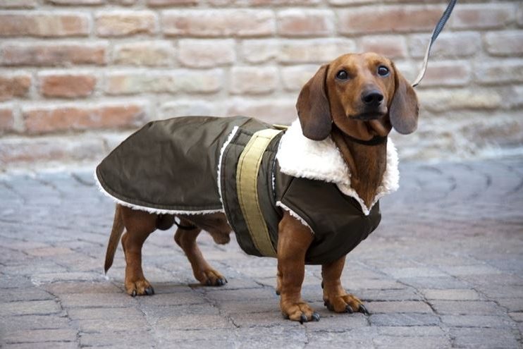 cappottini-per-cani_NG2