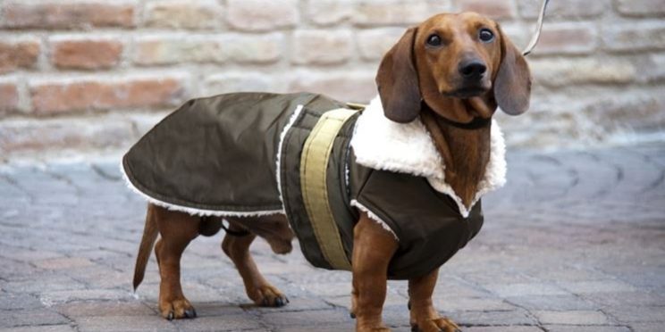 cappottini-per-cani_NG2