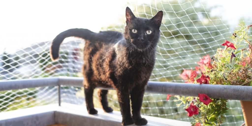 come-proteggere-gatto-dal-rischio-di-cadere-dal-balcone-1024x683