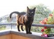 come-proteggere-gatto-dal-rischio-di-cadere-dal-balcone-1024x683