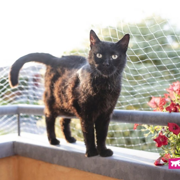 come-proteggere-gatto-dal-rischio-di-cadere-dal-balcone-1024x683