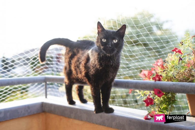 come-proteggere-gatto-dal-rischio-di-cadere-dal-balcone-1024x683