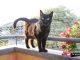 come-proteggere-gatto-dal-rischio-di-cadere-dal-balcone-1024x683
