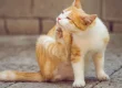 gatto-si-gratta.jpg
