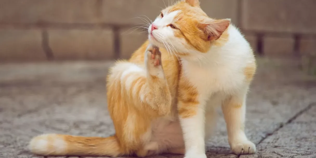 gatto-si-gratta.jpg