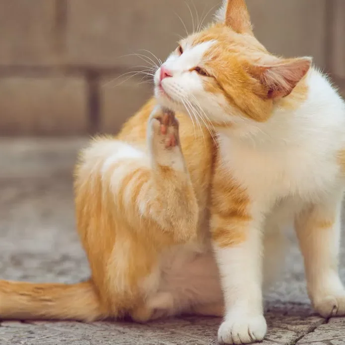 gatto-si-gratta.jpg