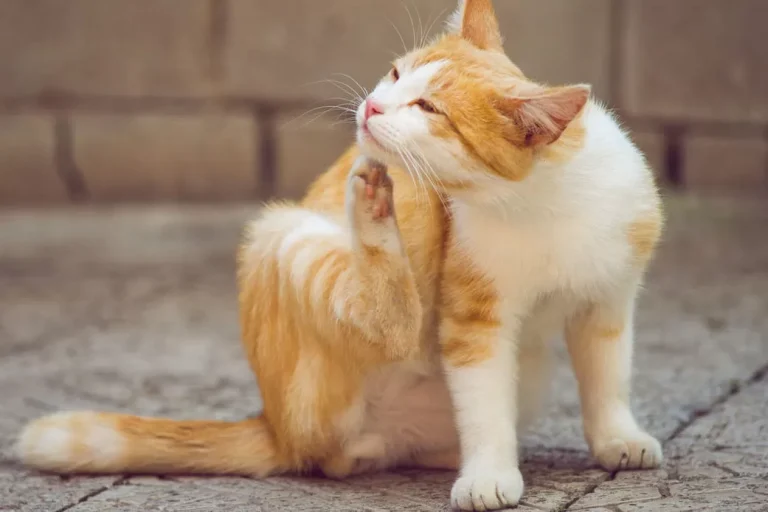 gatto-si-gratta.jpg