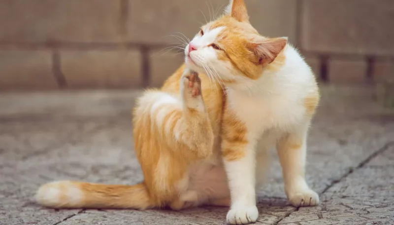 gatto-si-gratta.jpg