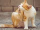 gatto-si-gratta.jpg