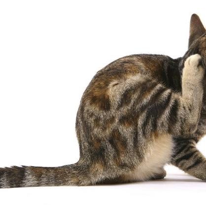 prurito-nel-gatto-644-x-418