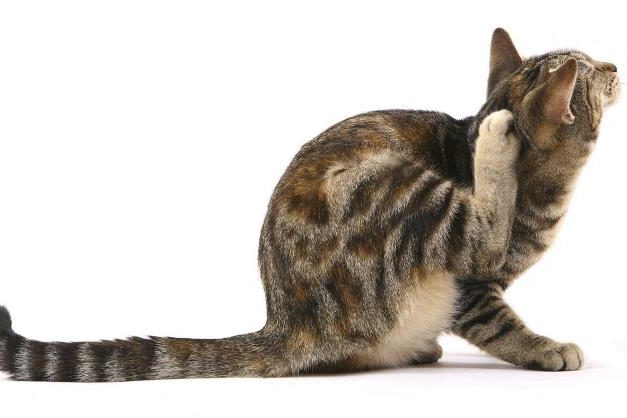 prurito-nel-gatto-644-x-418