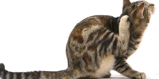 prurito-nel-gatto-644-x-418