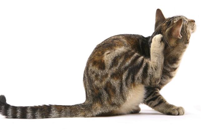 prurito-nel-gatto-644-x-418